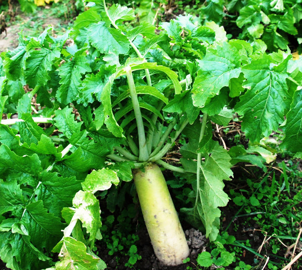 Pennington Rackmaster Trophy Radishes